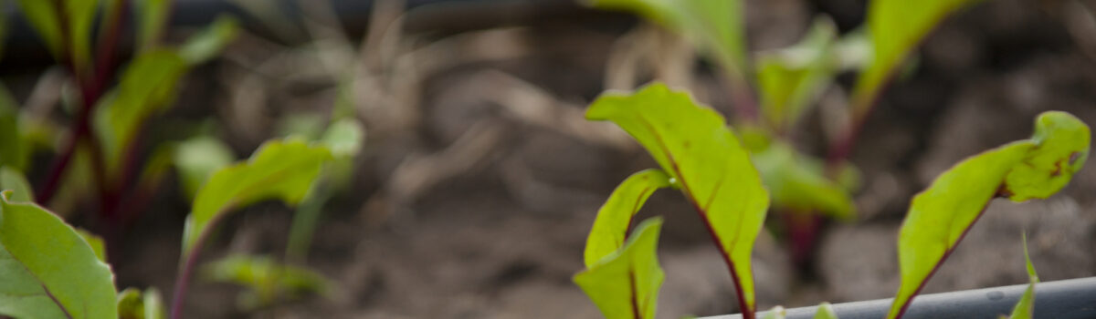 ¿Cómo saber si es momento de cambiar la manguera para riego en tu cultivo? 3 señales