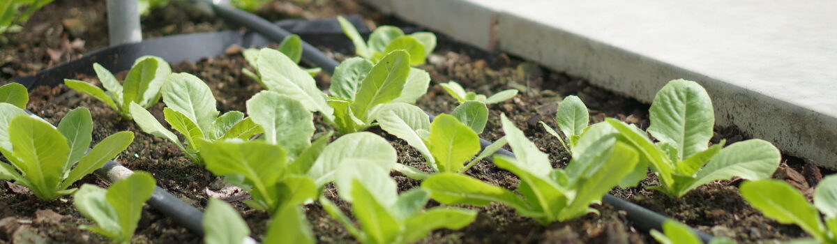¿Cuáles son los elementos que forman un sistema de riego por goteo?