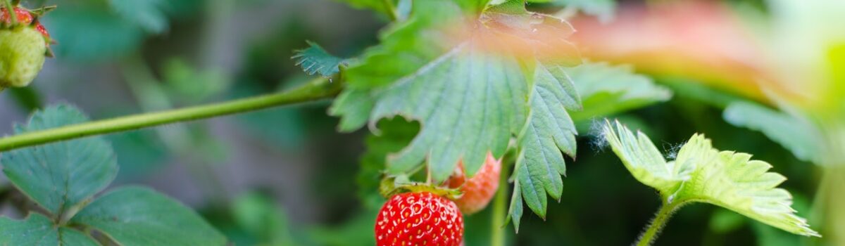 Recomendaciones de riego en cultivo de berries, cuidando el agua y la calidad de la fruta