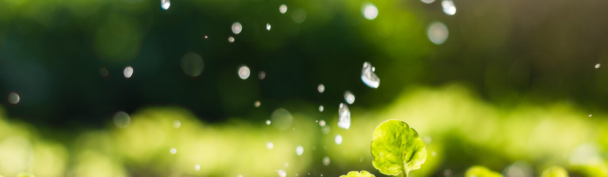 Sistemas de riego por aspersión y microaspersión: Cómo funcionan y sus beneficios