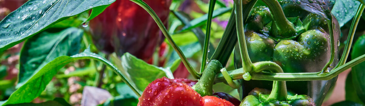 Aspectos clave para la producción y cultivo del pimiento