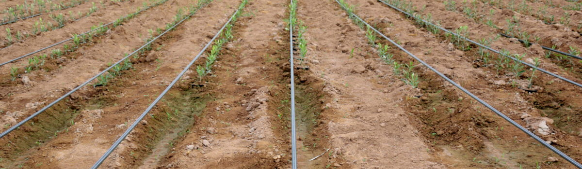 3 Tipos de riego, ¿Cuál es el más eficiente?