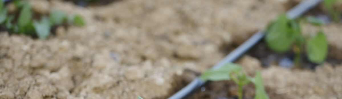 ¿Qué es un sistema de riego?