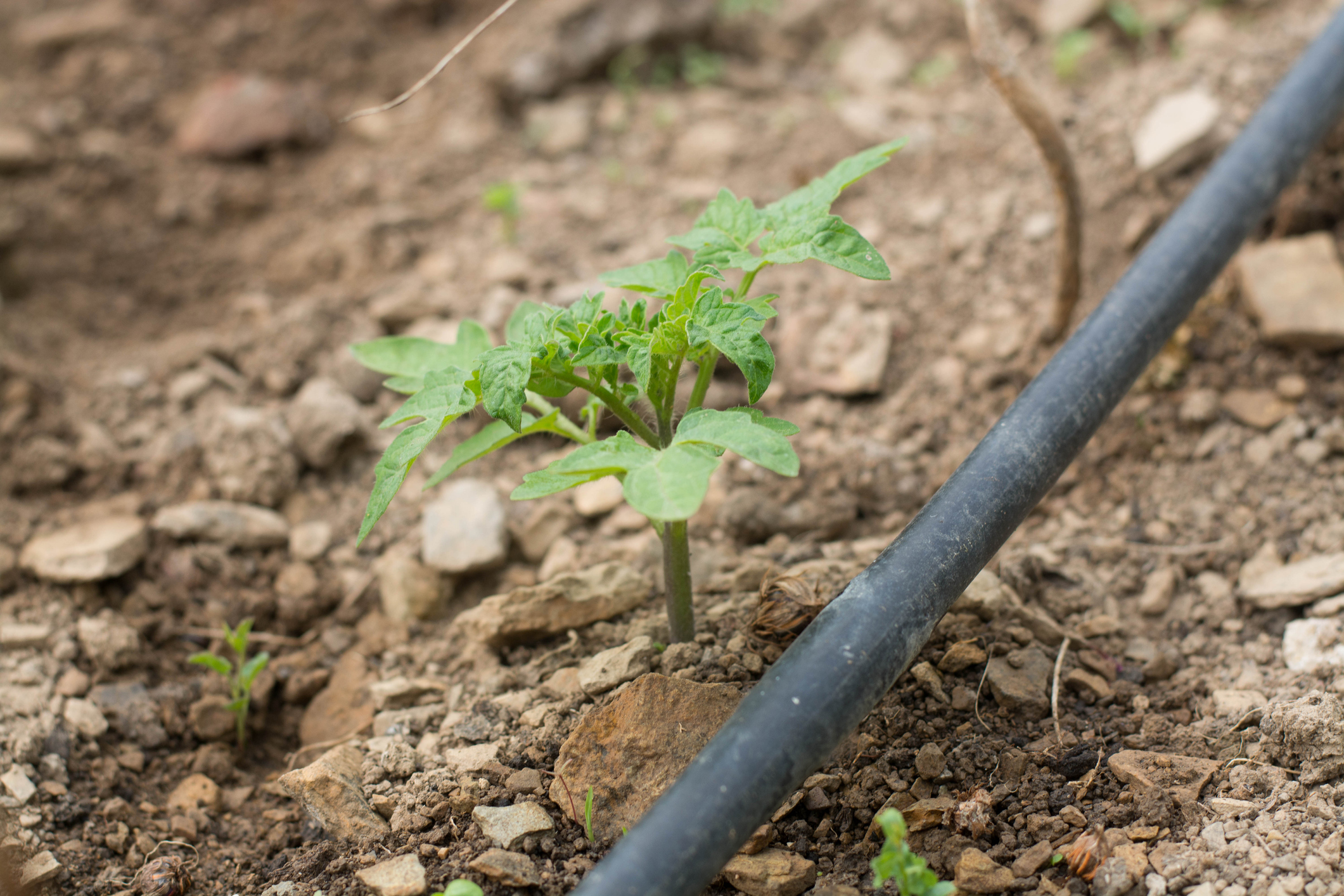 2 Tipos de sistema de riego para ahorrar agua