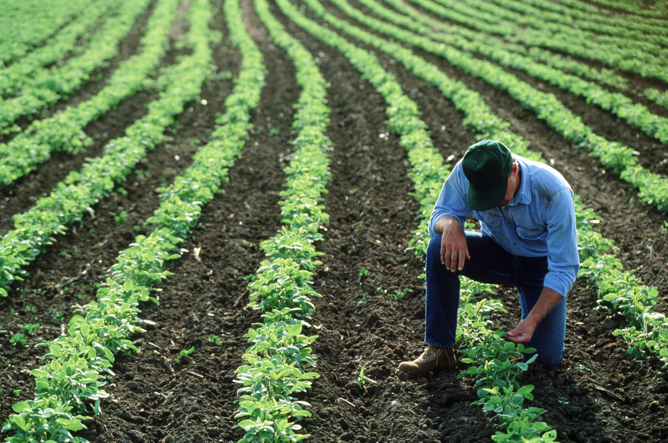 Día Mundial de la agricultura