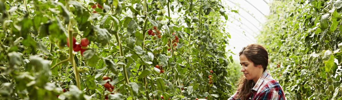 6 Principales cultivos de invernadero