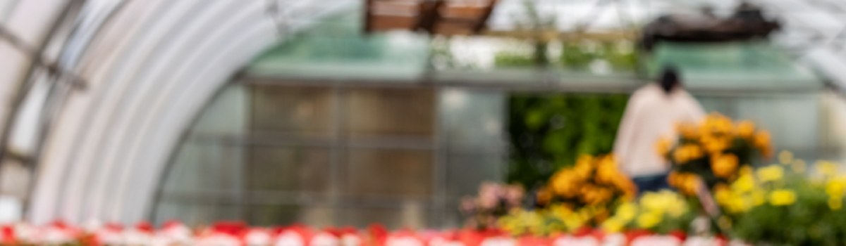 Tips para mejorar tu producción de flores en invernaderos