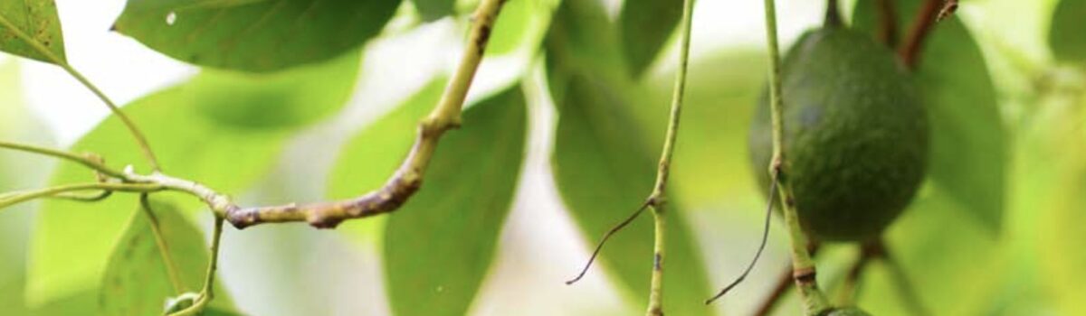 Estrategias de riego por goteo en aguacate por temporada de sequía