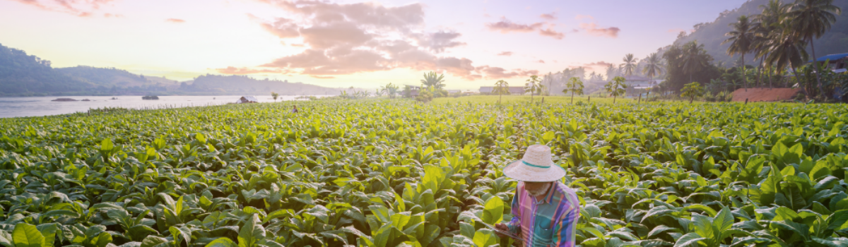 Aumente su productividad agrícola con sistemas eficientes para riego de cultivos
