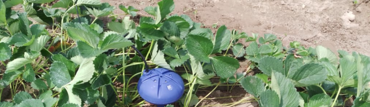 ¿Necesitas un sensor de humedad para tus cultivos? Conoce CropX