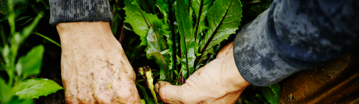 Técnicas de cultivo de hortalizas: Mejores prácticas para aumentar el rendimiento y la calidad