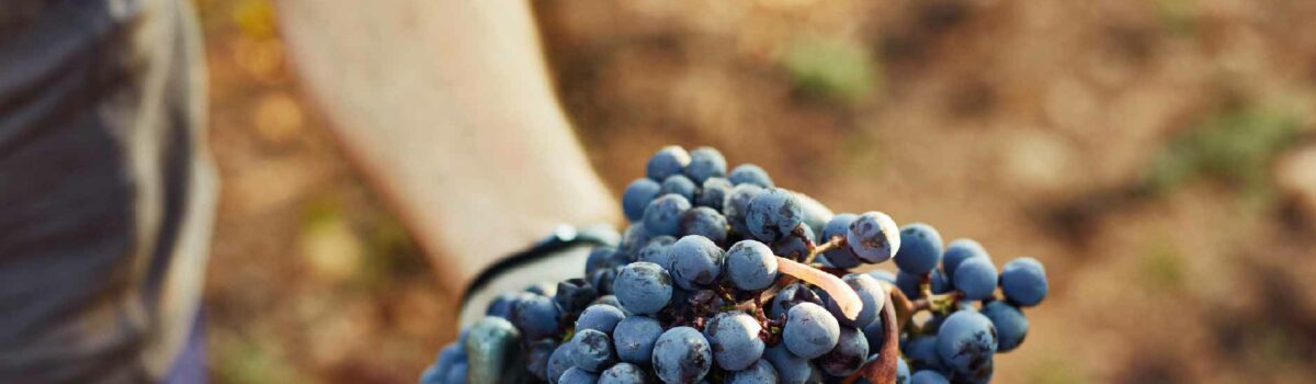 Cómo irrigar arándanos correctamente para maximizar rendimiento. Caso de éxito en Jalisco