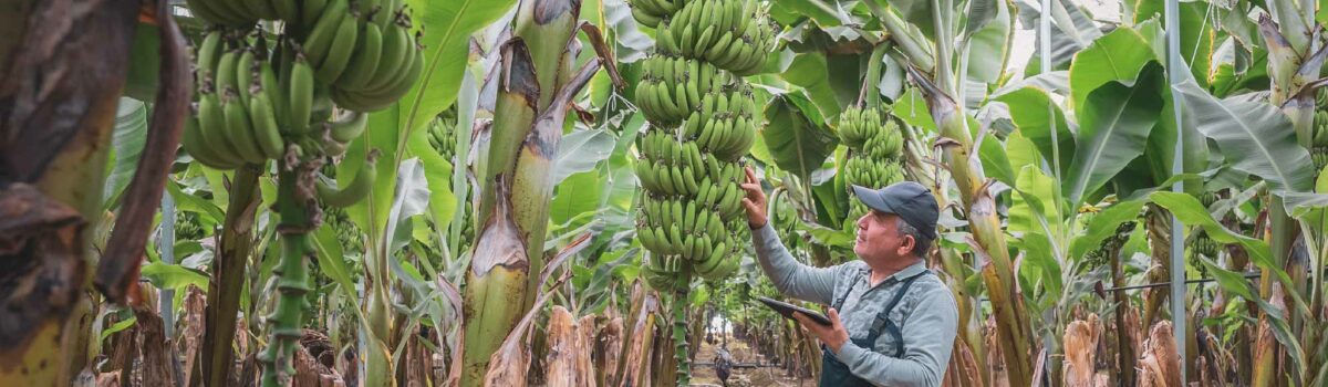 ¿Cuál es el sistema de riego eficiente para plátanos?