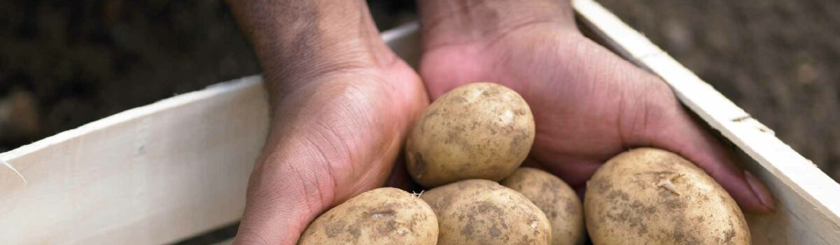 Raíces sanas desde el suelo: 4 claves de riego para tubérculos