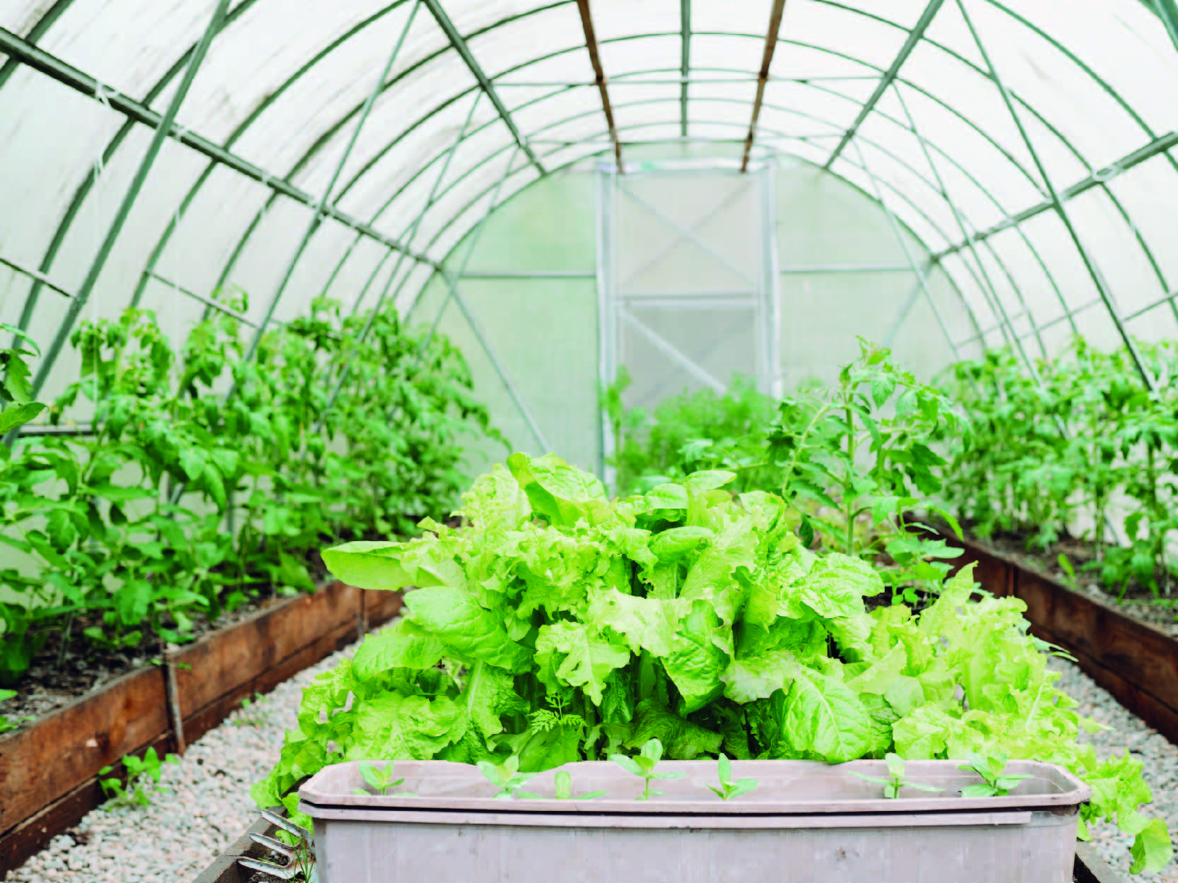 cómo hacer un invernadero