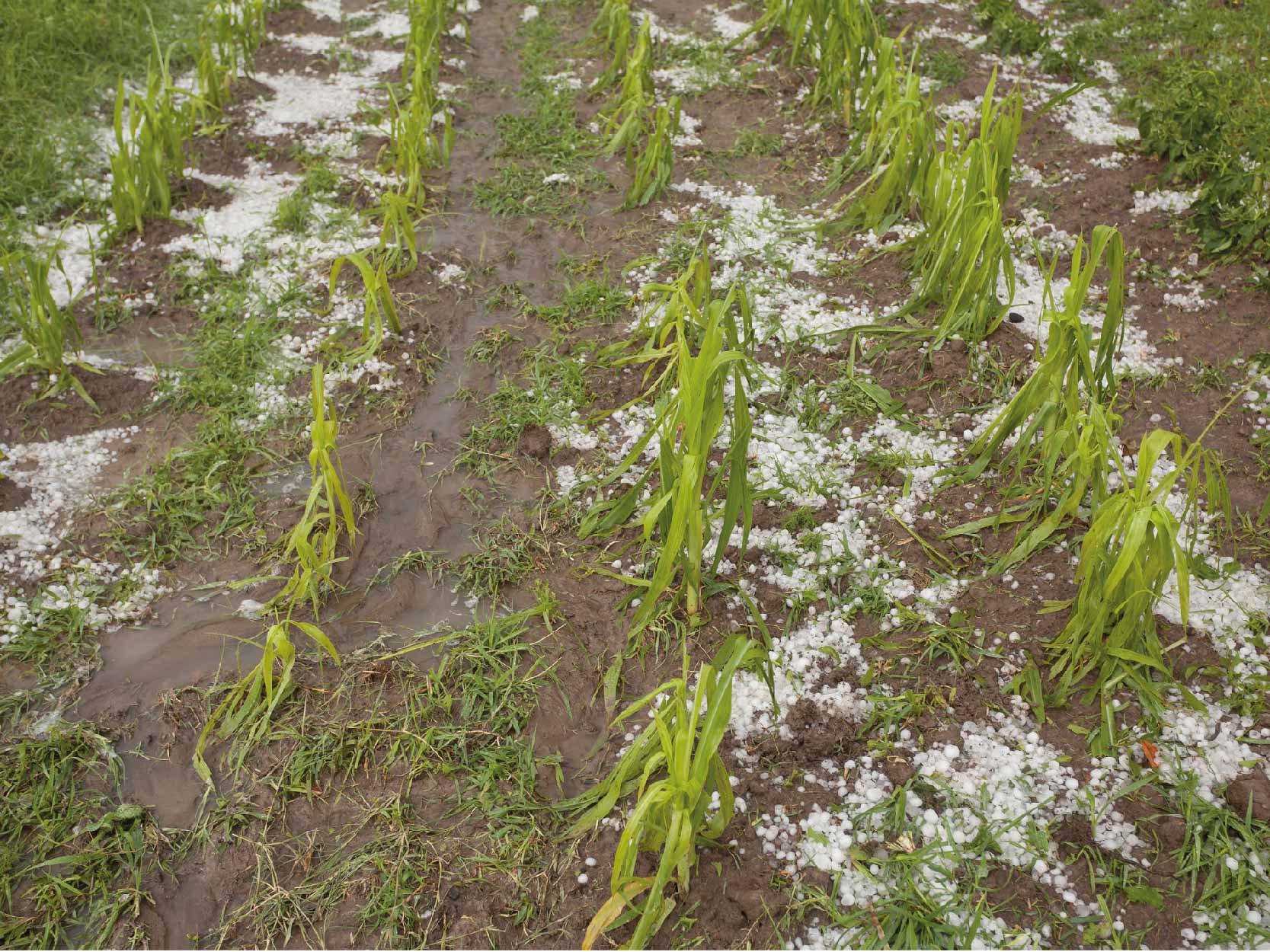 como proteger los cultivos del granizo