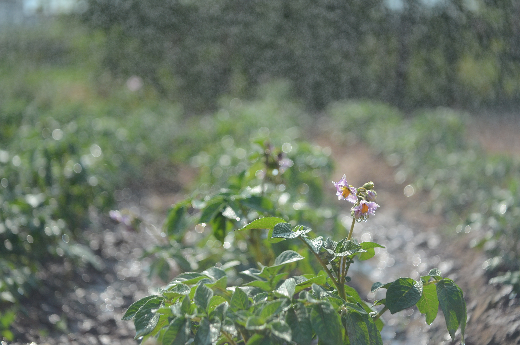 protección de cultivos