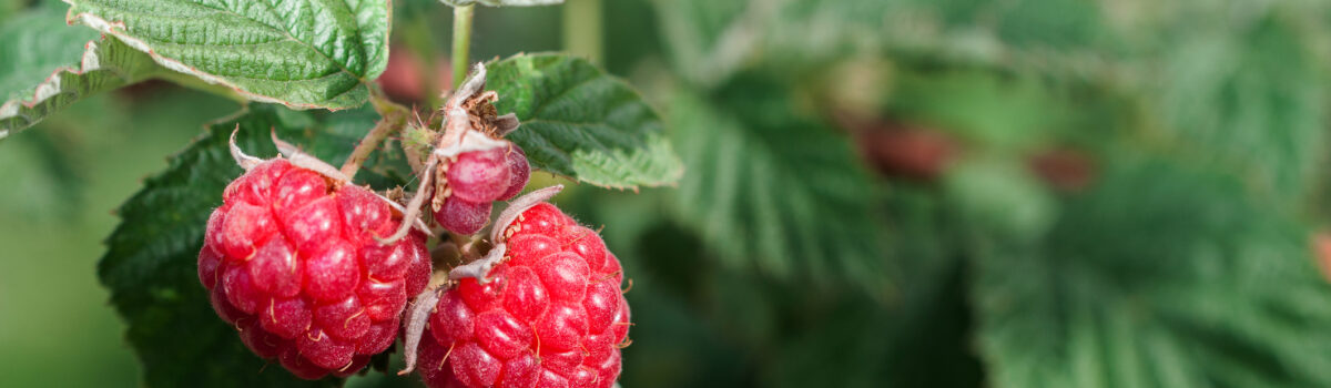 ¿Cuánto y cuándo regar? Tips para obtener un cultivo de frambuesa exitoso