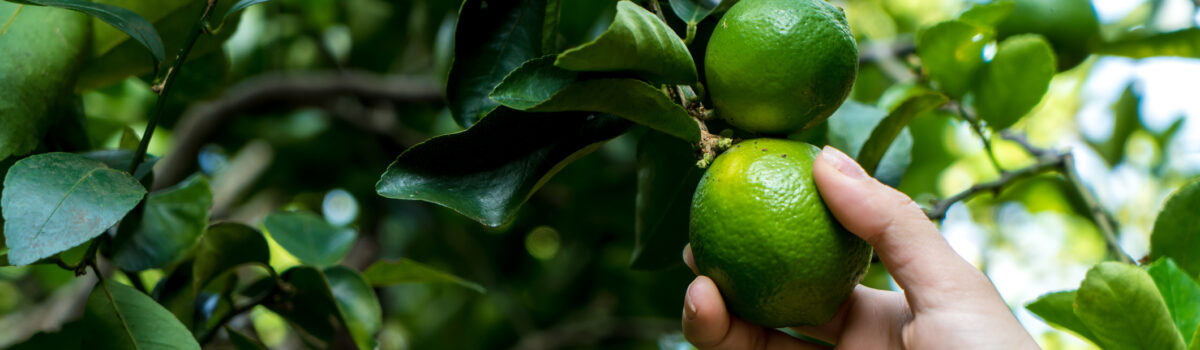 Programas de riego óptimos para cultivo de limón