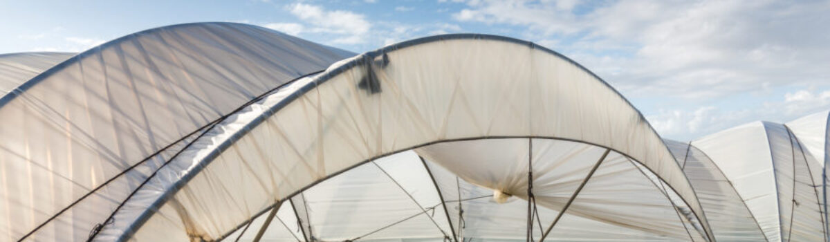 El secreto para obtener un cultivo de berries más exitoso