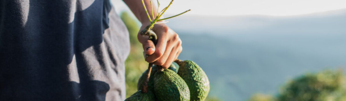 ¿Cada cuánto tiempo regar un cultivo de aguacate?