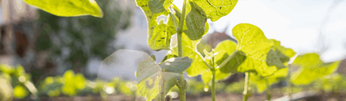 ¿Cuál es el sistema de riego más eficiente?