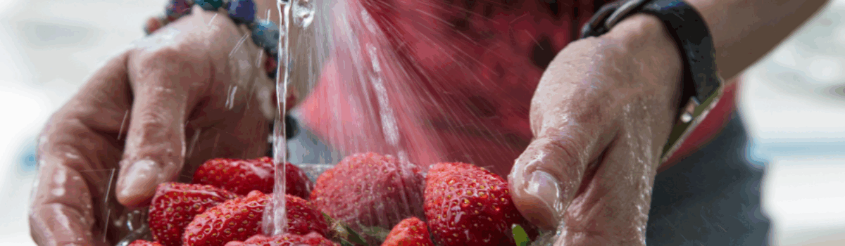 Fresas frescas todo el año: descubre los beneficios del cultivo hidropónico