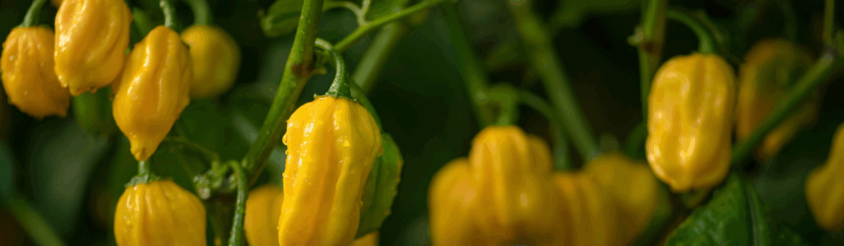 Del habanero al pasilla: riego inteligente para cada tipo de chile