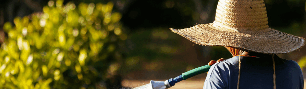 Conoce las técnicas más innovadoras en el cultivo de caña de azúcar
