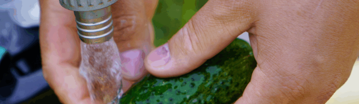 Cultivo de hortalizas en México: Cómo obtener un riego eficiente para pimiento, tomate, y pepino